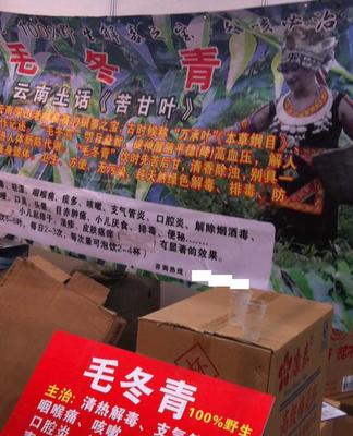 毛冬青批發與預包裝食品供應 苦甘葉、萬承葉的專業選擇